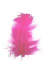 Plumes Duvet Coloris Fuchsia - Boite de 5gr