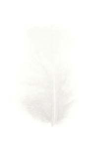 Plumes Duvet Coloris Blanc - Boite de 5gr
